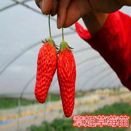 东乡县天仙醉草莓苗批发动态与价格分析 苗木种植新风向