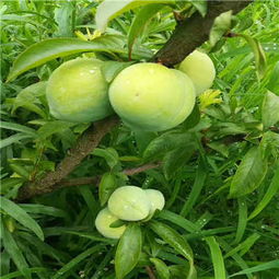 江西密斯李李子苗批发价格与苗木种植指南