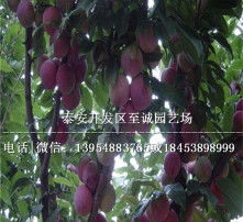 高清图片技术在苗木种植中的应用与价值