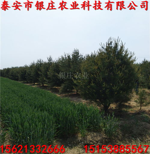 现货热销白皮松小苗种植指南