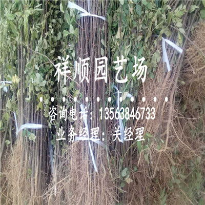 嘉定新闻 掌握关键时期，科学种植花椒苗促丰收