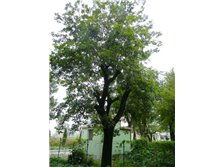 句容市茅山风景区泽霖苗木种植园 苗木种植的绿色实践与产品展示