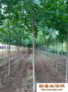 打造绿色家园 专业绿化苗木销售与种植服务指南