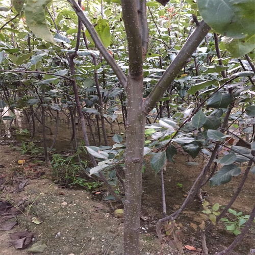 秋月梨树苗最佳种植时间与关键技术要点