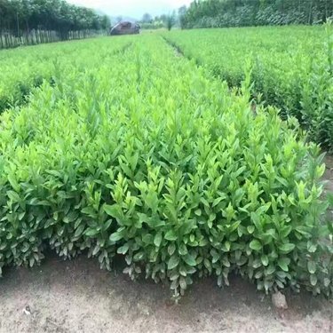 开原市东北苗木种植专业合作社 绿苗沃土，筑梦林海