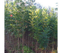 苗木种植 打造绿色未来的根基产业