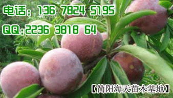 李子树苗种植与管理指南