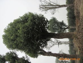 专业供应乔木香樟树——浏阳市鑫森花卉苗木种植专业合作社