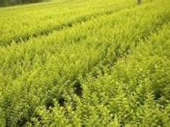 青州明玉苗木种植基地 绿色产业助力可持续发展