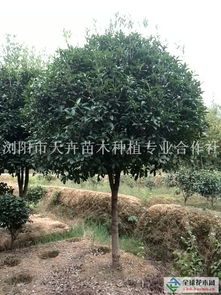 2017优质桂花供应 湖南长沙浏阳市天卉苗木种植专业合作社的八月桂