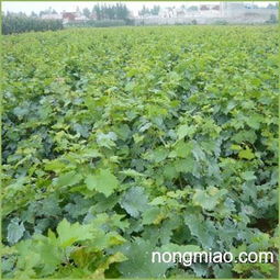 天津优质葡萄苗 种植指南与市场前景